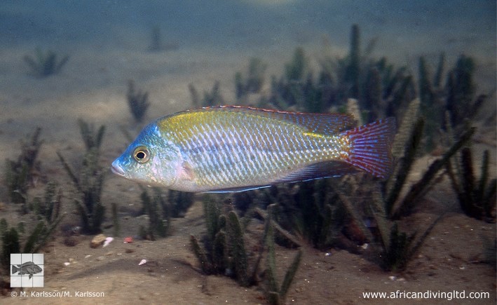 Protomelas labridens 'Mbamba Bay'